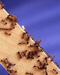 anti fourmis rabat