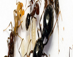 problèmes des fourmis à rabat