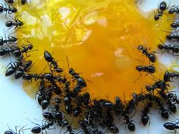 produits anti fourmis à rabat