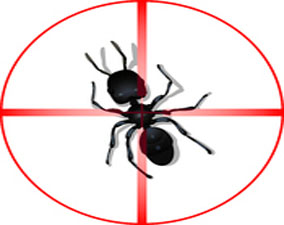 traitement anti fourmis à rabat