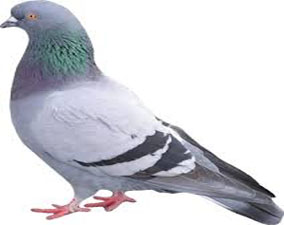 traitement anti pigeons à rabat
