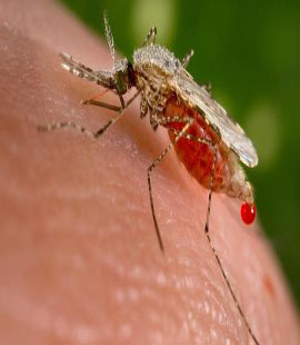 anti moustiques à rabat